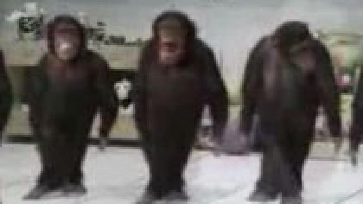 pe picior de egalitate maimutele danseaza o sarba mai cu foc decat oltenii video