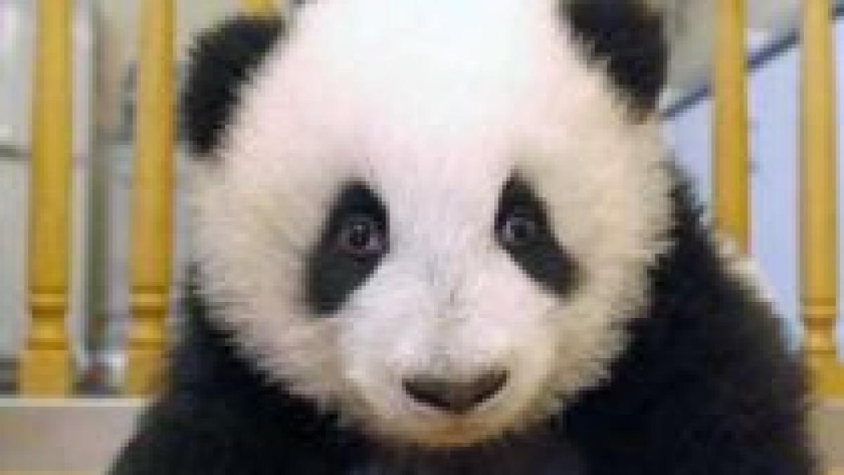13 ursuleti panda prezentati pentru prima oara publicului chinez
