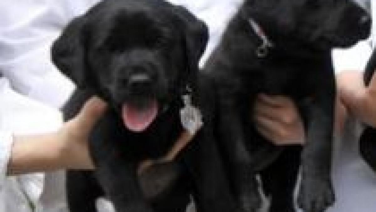 premiera mondiala caini clonati prin celule susa prelevate din tesuturi adipoase