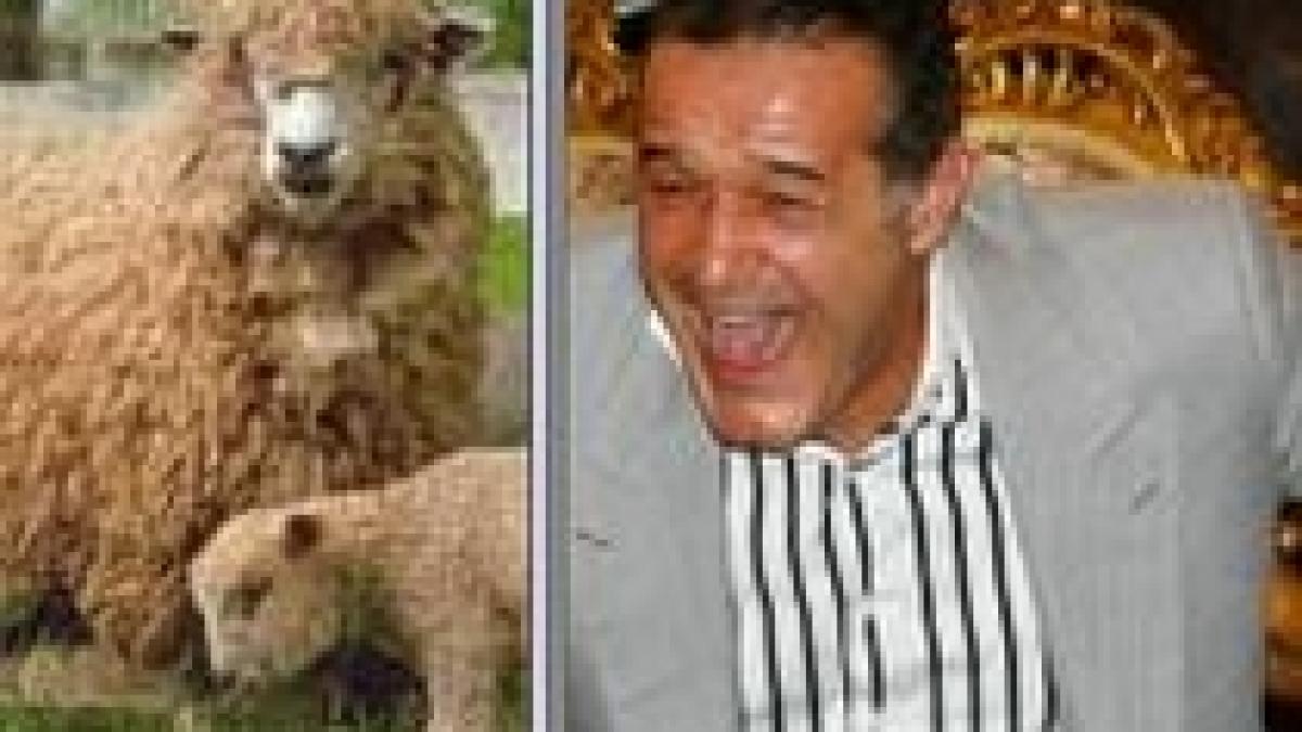 gigi becali in direct la tv din mijlocul oilor video