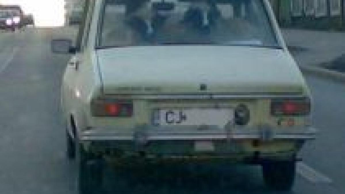 oite tratate regeste in cluj mioarele se plimba cu masina foto