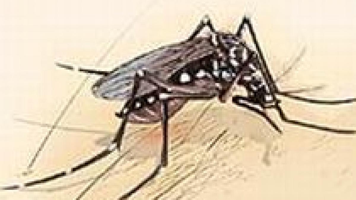 bolivia in stare de urgenta dupa ce trei persoane au murit de febra dengue