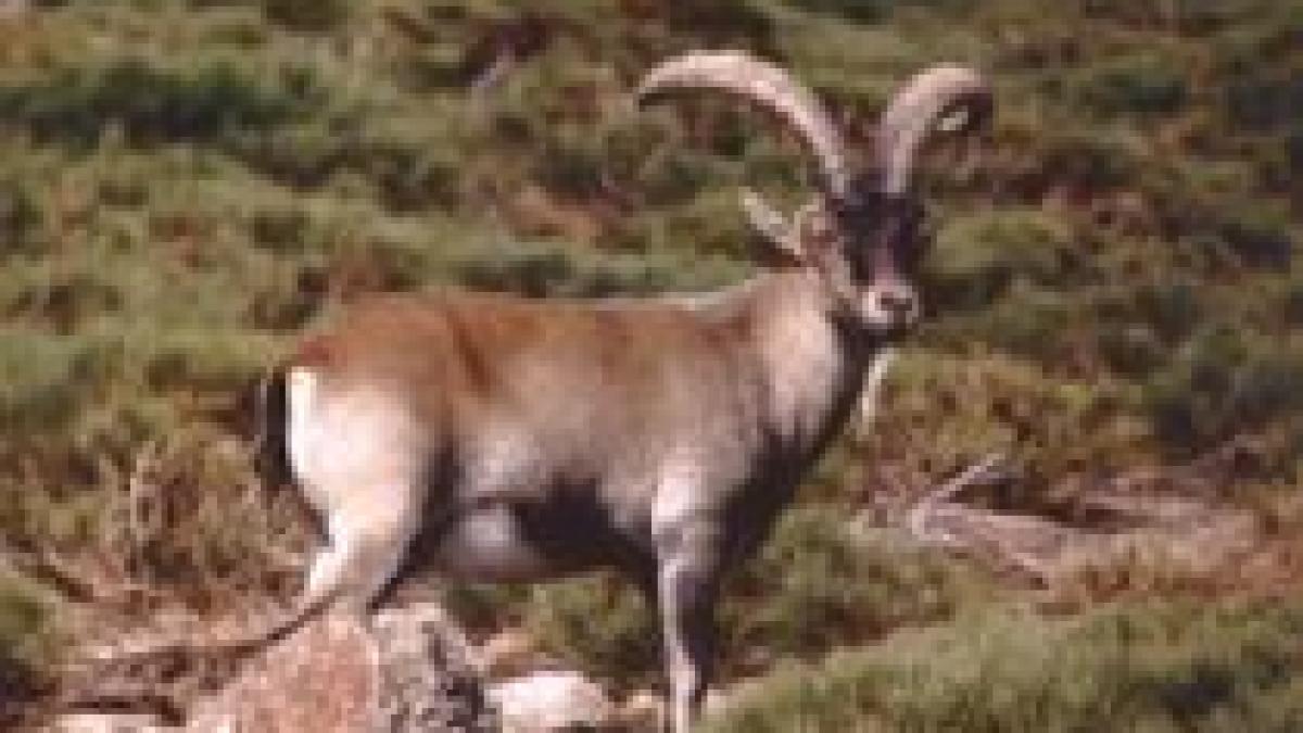 premiera stiintifica o specie de capra disparuta acum 9 ani readusa la viata prin clonare