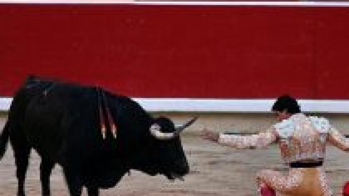 cel mai apreciat taur de corida din spania clonat