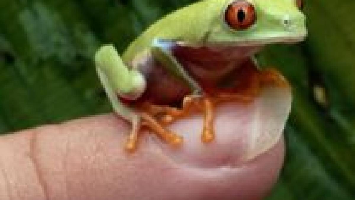 panama cercetatorii au descoperit noua specii noi de broaste si una de salamandra