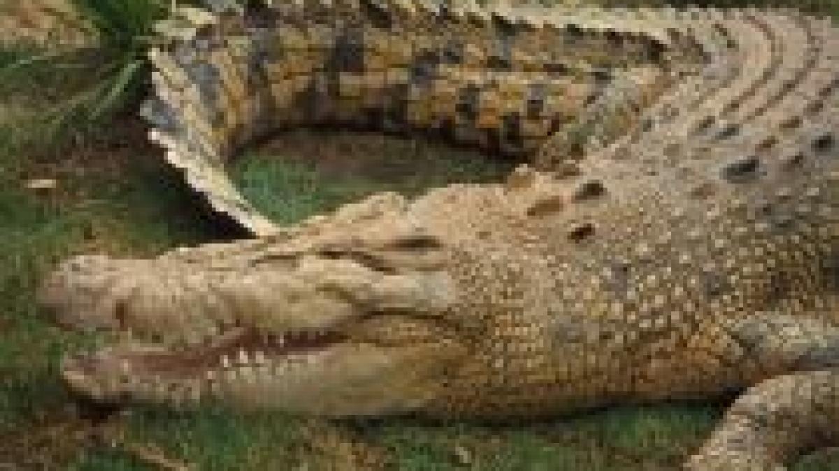 crocodili in libertate pe strazile din australia din cauza inundatiilor
