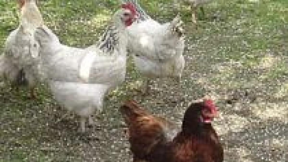 importurile de carne de pasare si pateu din franta suspendate de japonia din cauza gripei aviare