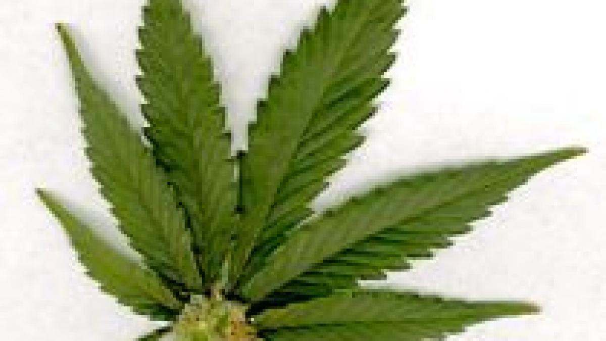 un partid care militeaza pentru legalizarea marijuanei ar putea intra in parlamentul israelian