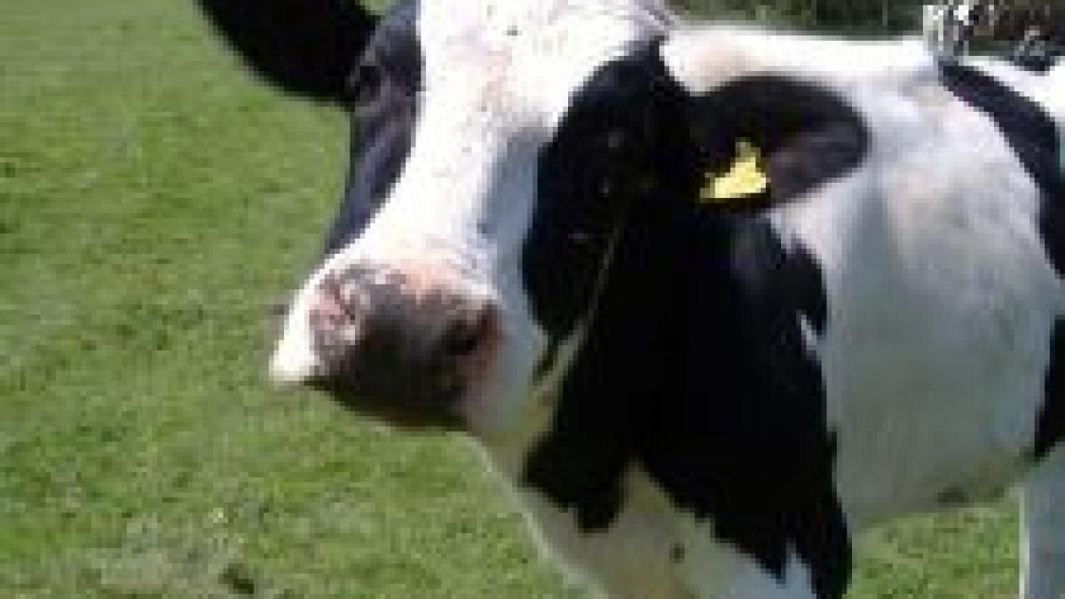 scaderea preturilor in sua vacile de lapte sunt transformate in hamburgeri