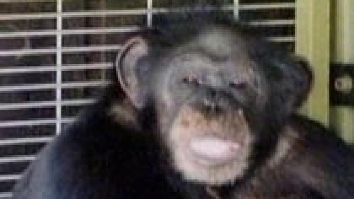 o americanca in stare grava dupa ce a fost atacata violent de cimpanzeul vecinei ei video