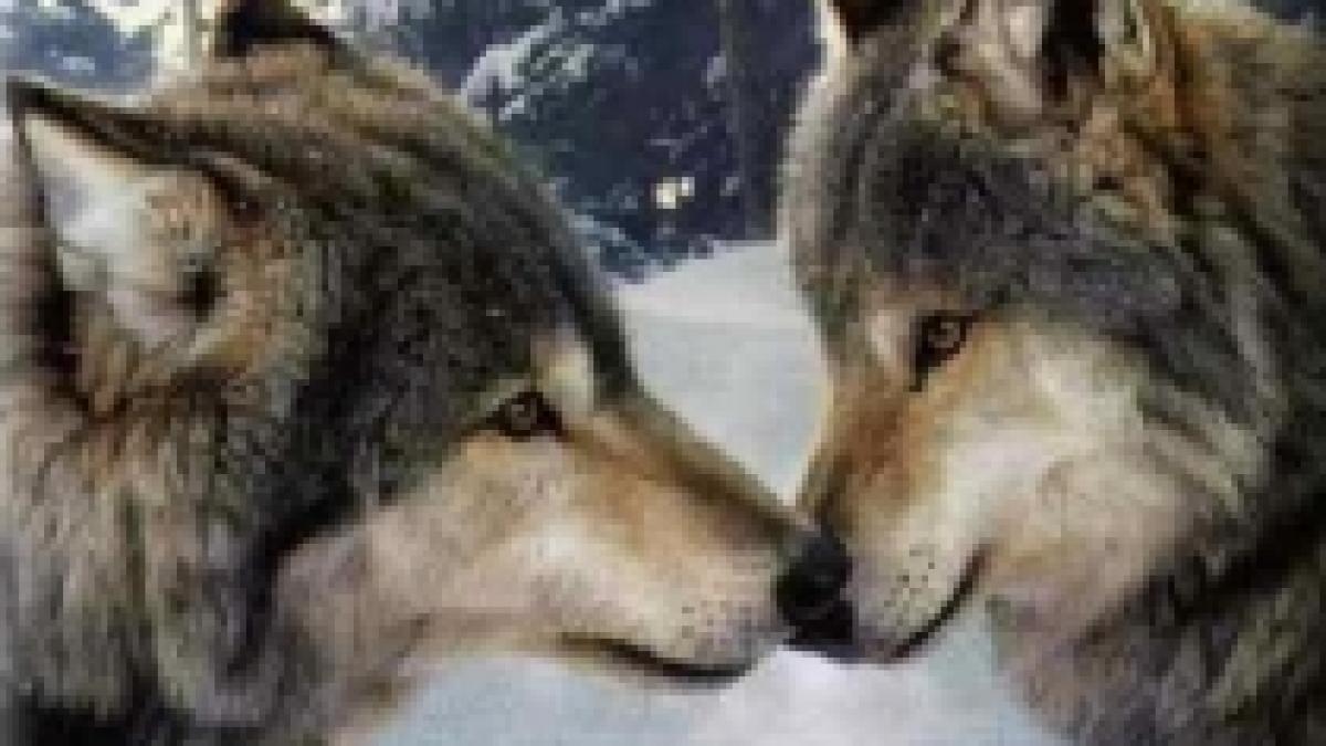 oamenii de stiinta sud coreeni vor sa imperecheze doi lupi clonati