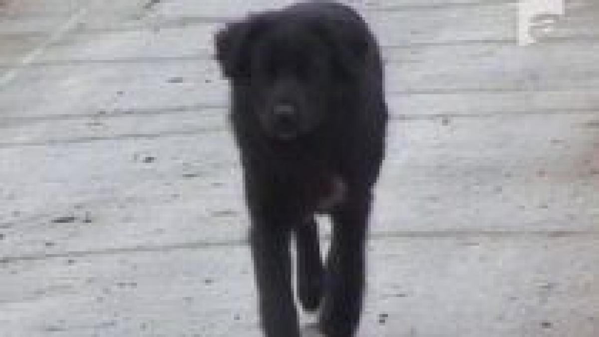 dezbatare pe tema sterilizarii cainilor si pisicilor organizata de primaria capitalei