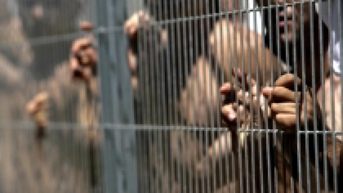 raport oficial 7 8 dintre violurile din italia sunt comise de romani