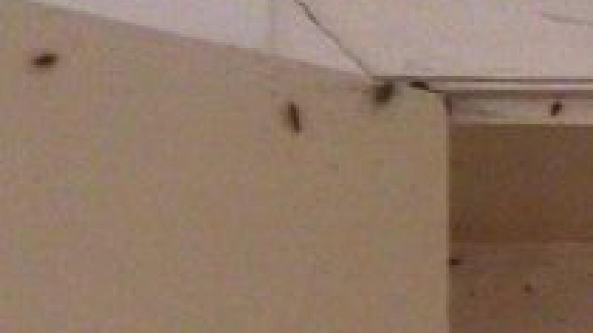 spitalul din medgidia raiul gandacilor insectele se plimba prin saloane