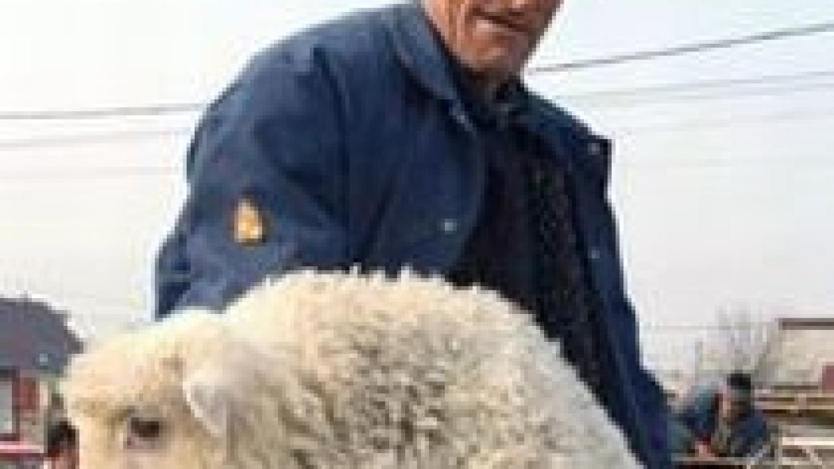 carnea de miel s ar putea scumpi in urmatoarea perioada