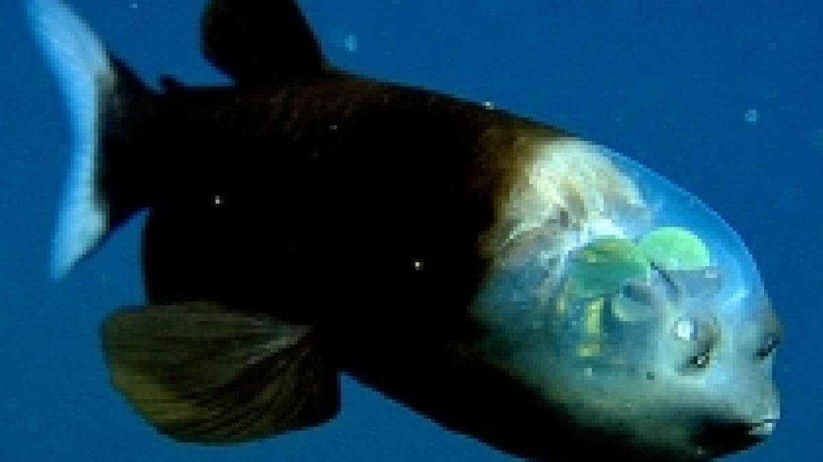 secretul pestilor cu ochi tubulari si cap transparent descoperit de oamenii de stiinta