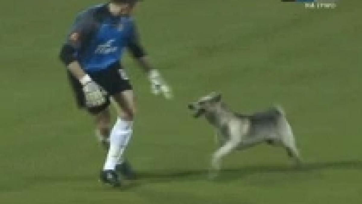 cainele cel mai bun prieten al fotbalistului video