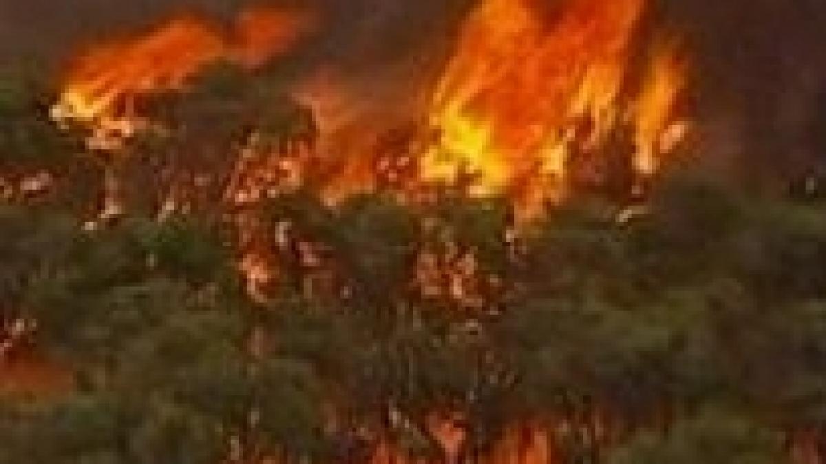 noi incendii in australia din cauza temperaturilor ridicate
