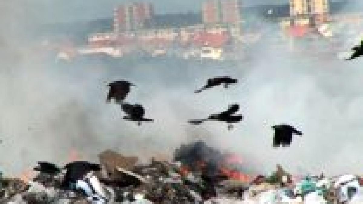 sute de kilograme de deseuri biologice descoperite la marginea aradului