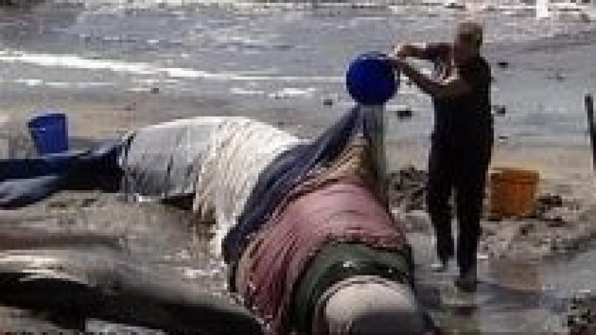 australia operatiune de salvare pentru 200 de balene si delfini esuati la mal