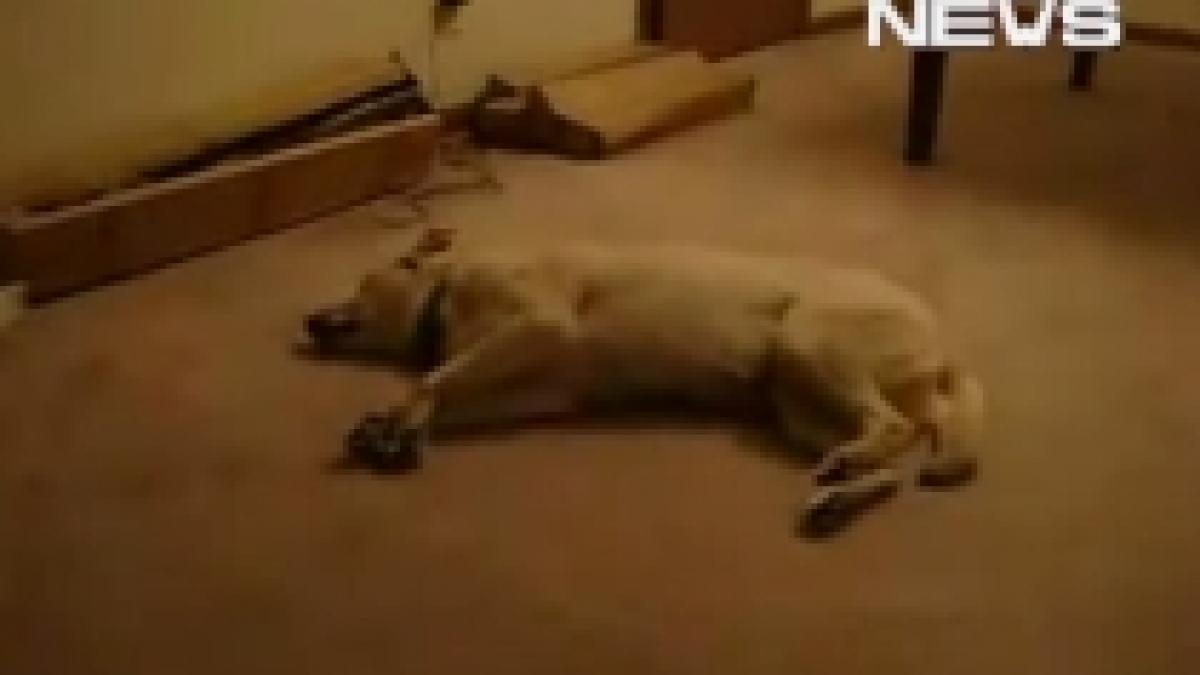 si cainii viseaza urat uitati ce se intampla atunci cand patrupedele au cosmaruri video