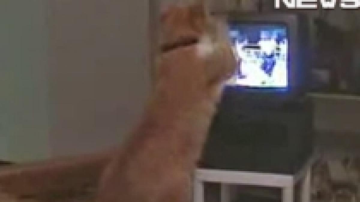 o felina experta in tehnici de autoaparare video