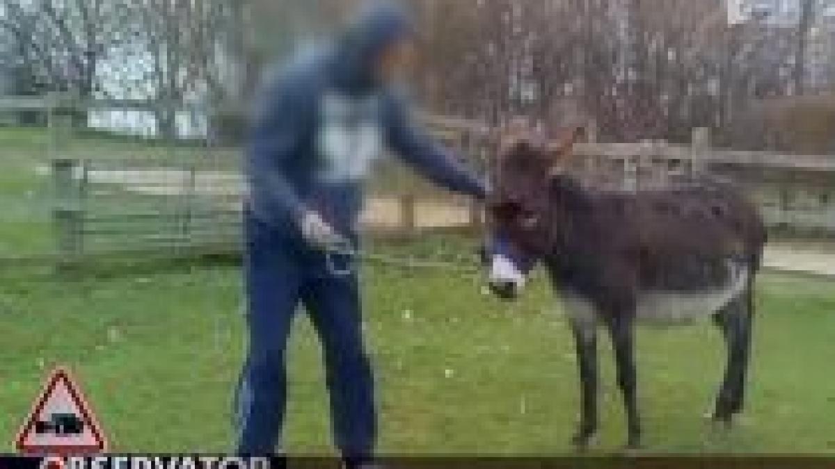 un roman a decis sa ii invete pe britanici cum sa dreseze magari video