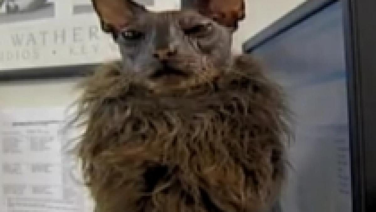 faceti cunostinta cu ugly bat boy cea mai urata pisica din lume video