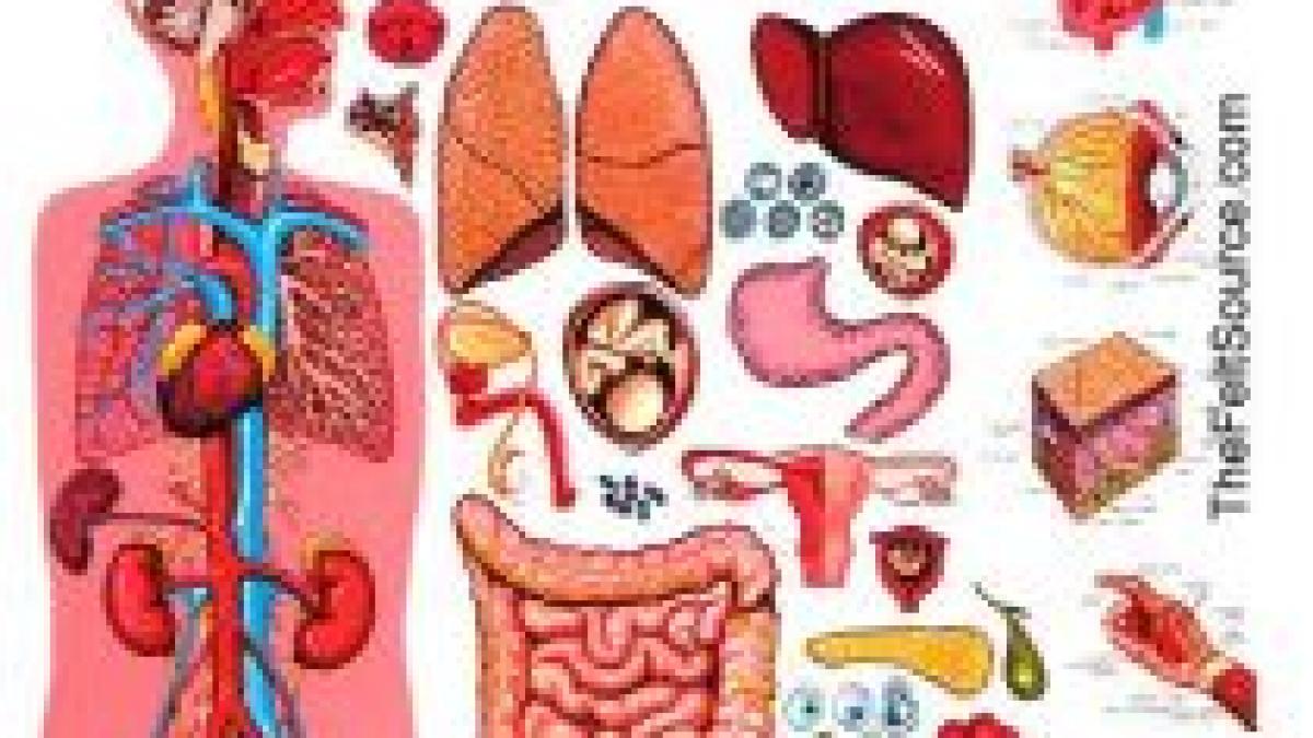 ritm biologic afla in ce intervale ale zilei functioneaza cel mai bine fiecare organ