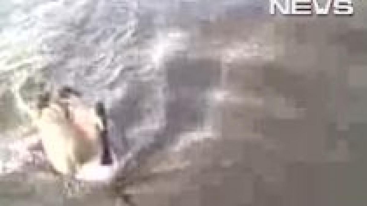 pasare cu atitudine vedeti cum stiu gastele sa si apere teritoriul video