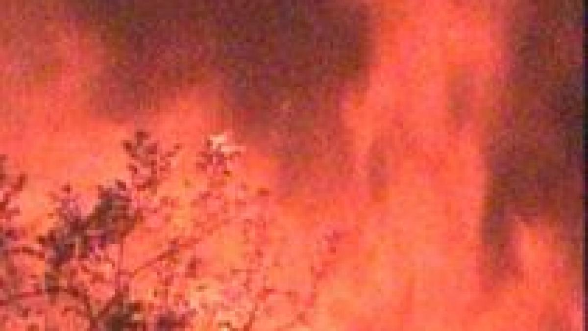 cape town incendiu de vegetatie la un parc natural provocat de temperaturile de 45 46 de grade