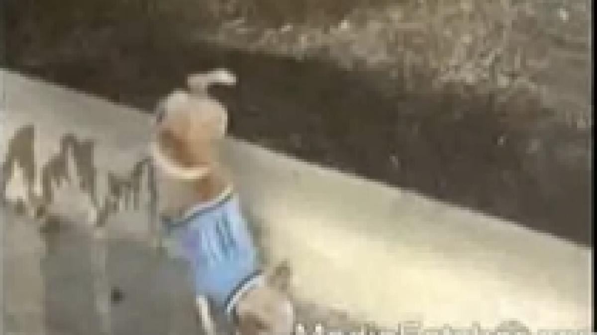 cum isi marcheaza un caine teritoriul video