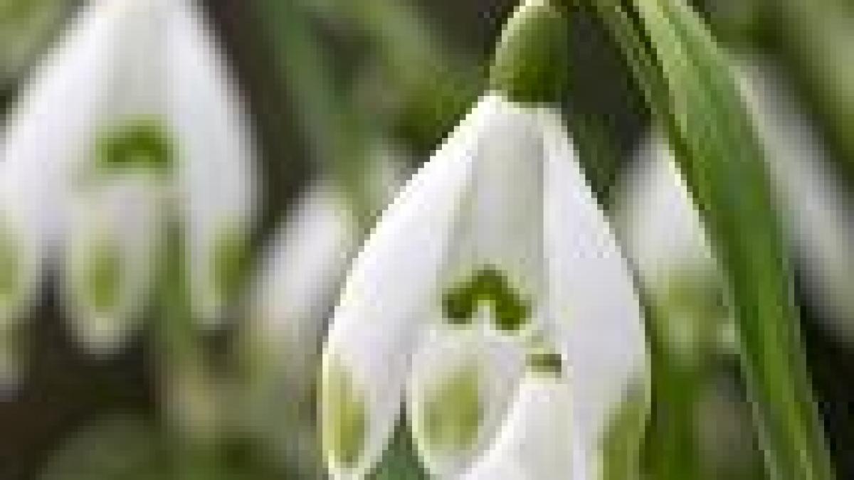 romanii nu au voie sa intre in ungaria cu ghiocei decat daca au acte de provenienta