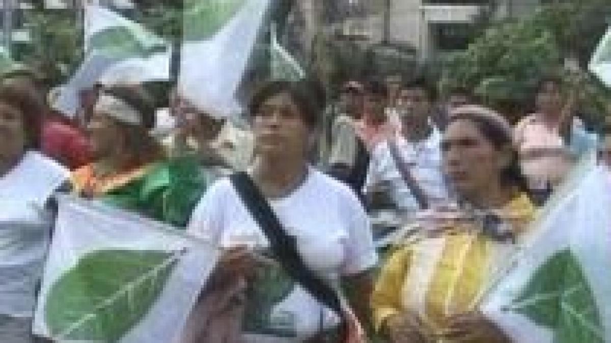 peruanii cer scoaterea frunzei de coca de pe lista drogurilor periculoase