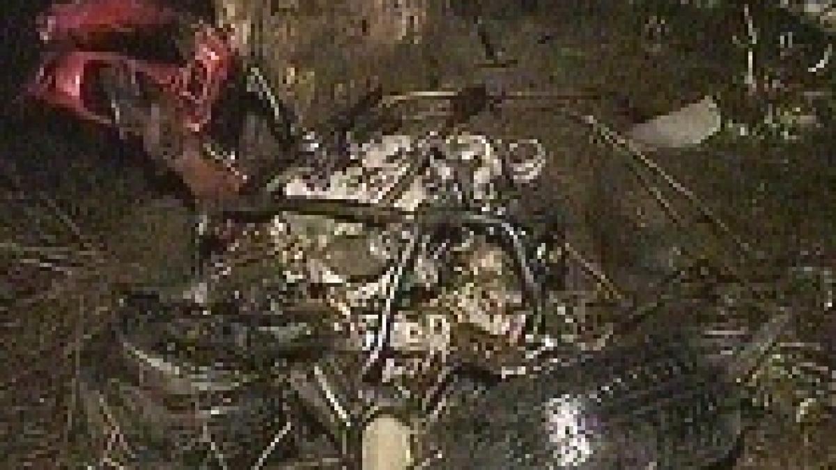 aniversare transformata in priveghi doi frati au murit intr un accident pe drumul spre petrecerea