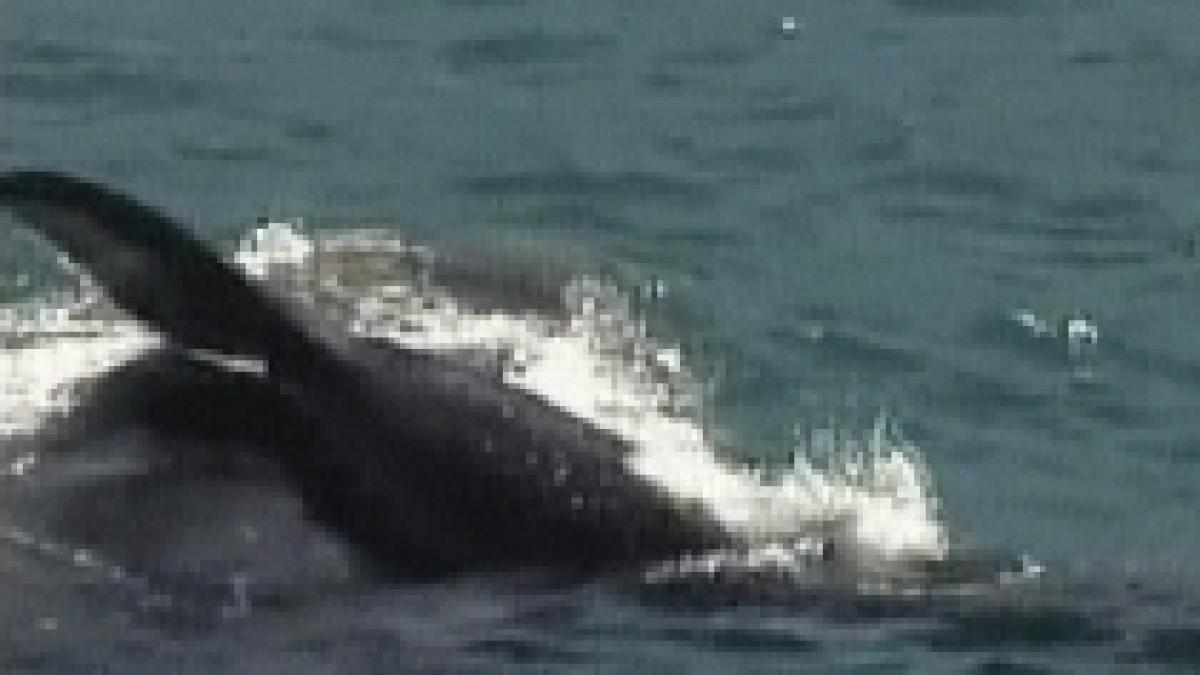 12 000 euro pentru un specialist pe probleme de balene desi acestea nu exista in marea neagra