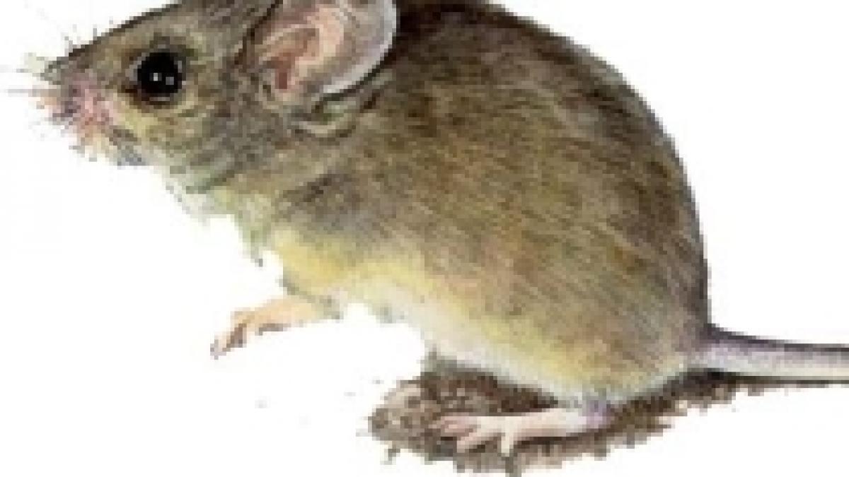 un barbat din iasi a descoperit un soarece in salamul cumparat de la supermarket