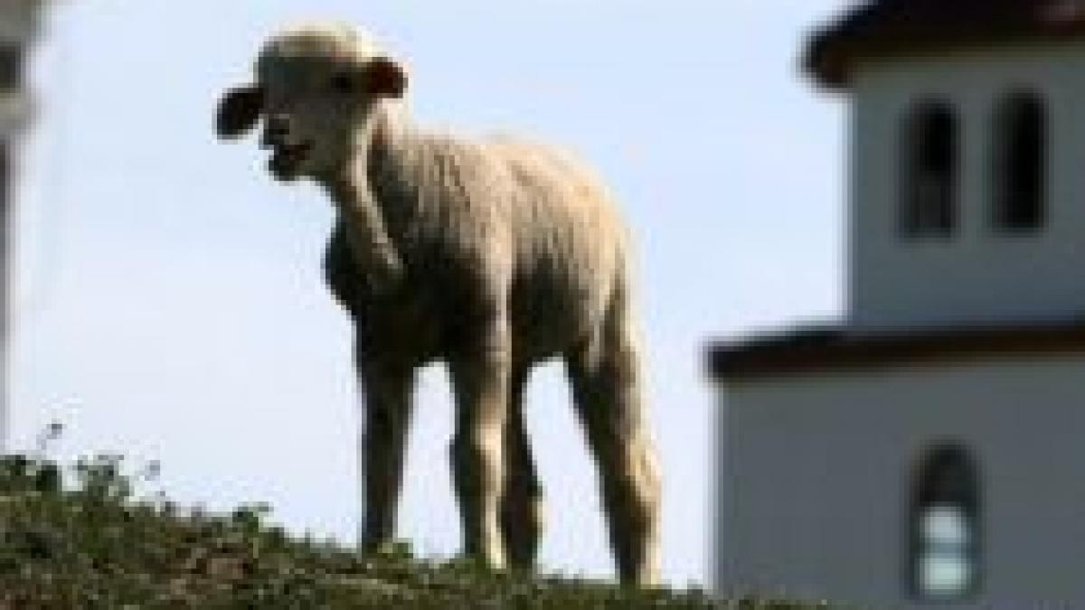 scaderea vanzarilor ar putea duce la ieftinirea carnii de miel