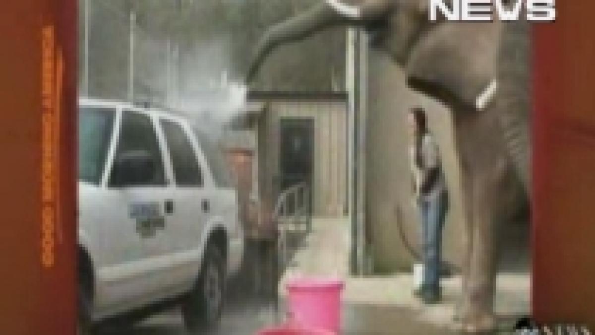 spalatorie auto cu elefanti video