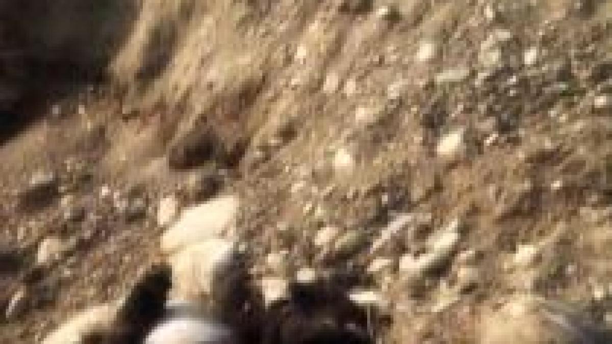 onesti un oras mortal pentru caini imagini socante