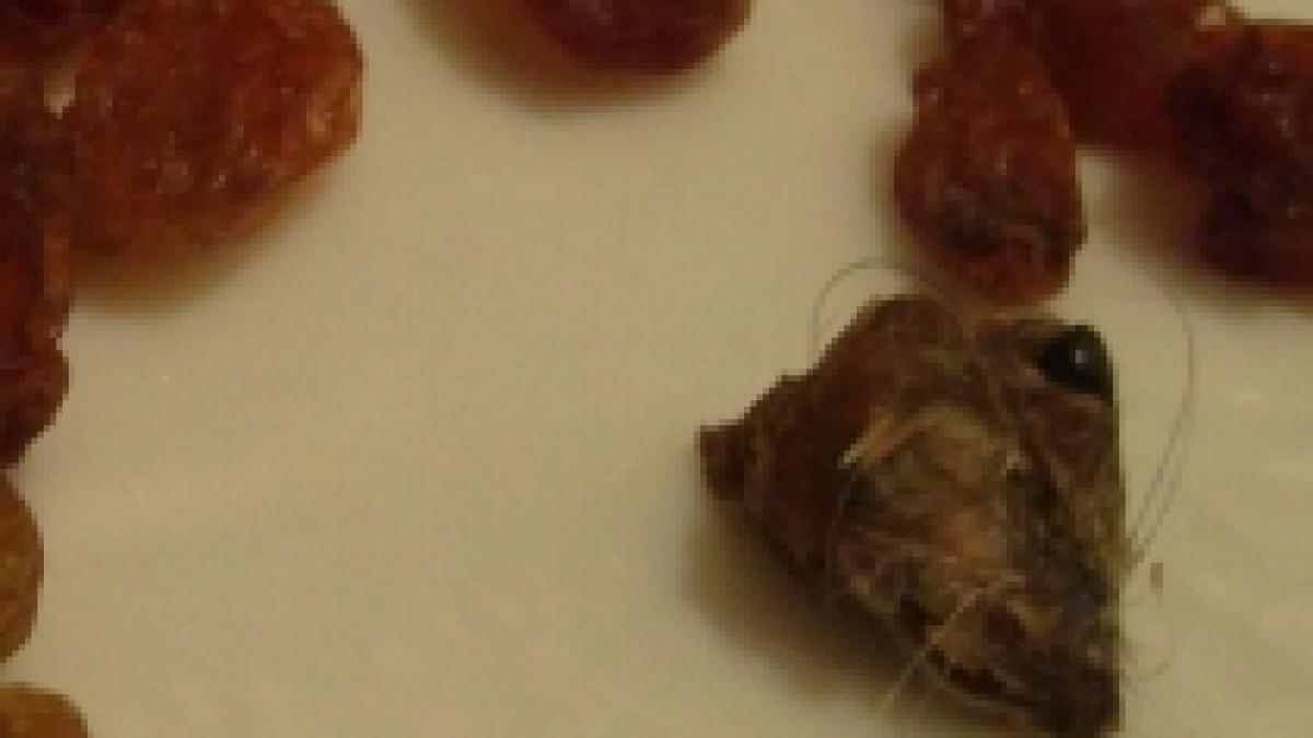 cap de soarece descoperit intr o punguta cu stafide video