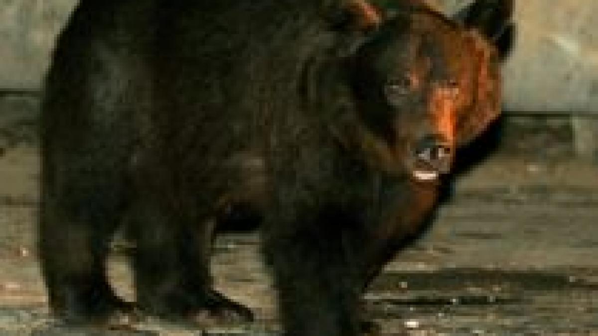 tecuci o ursoaica a evadat de la gradina zoologica