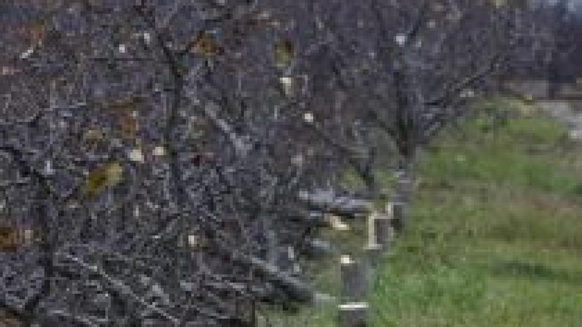 grupul de investigatii politice cere anchetarea asocierii dintre o firma a familiei basescu si o