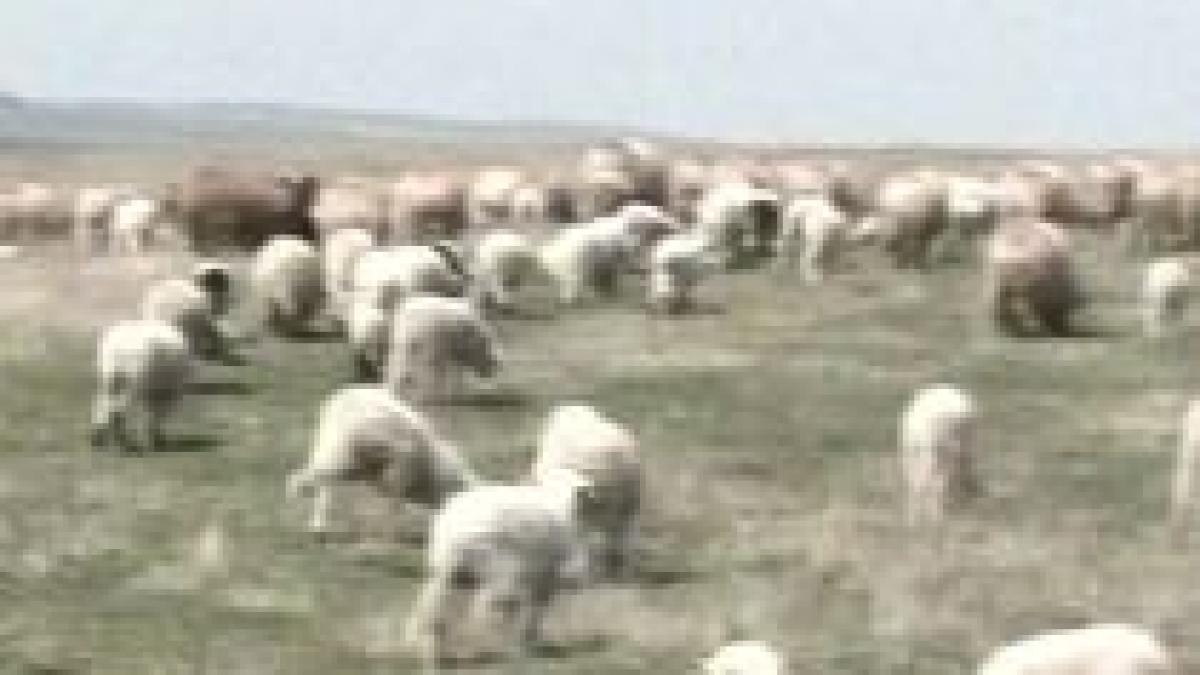 a inceput goana dupa miei afla cat te costa anul acesta un kilogram de carne