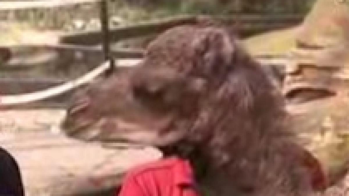 puiul de dromader jamila vedeta gradinii zoologice din berlin