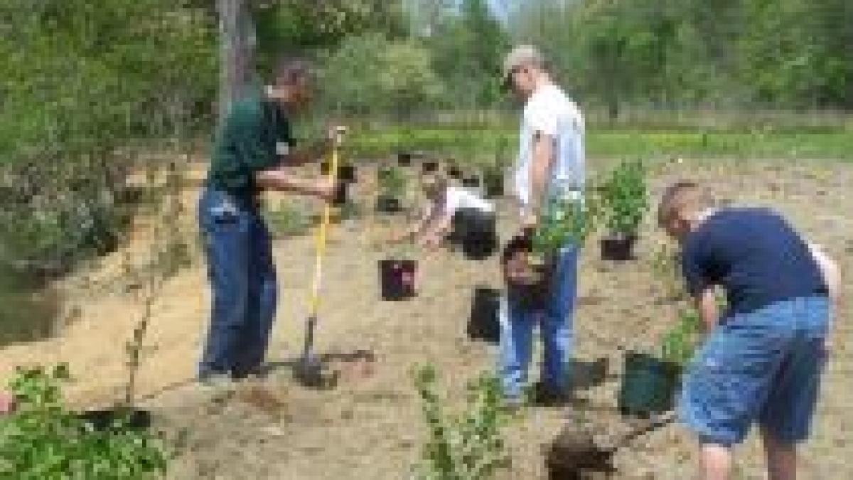 romanii care planteaza copaci vor primi bani de la ministerul mediului