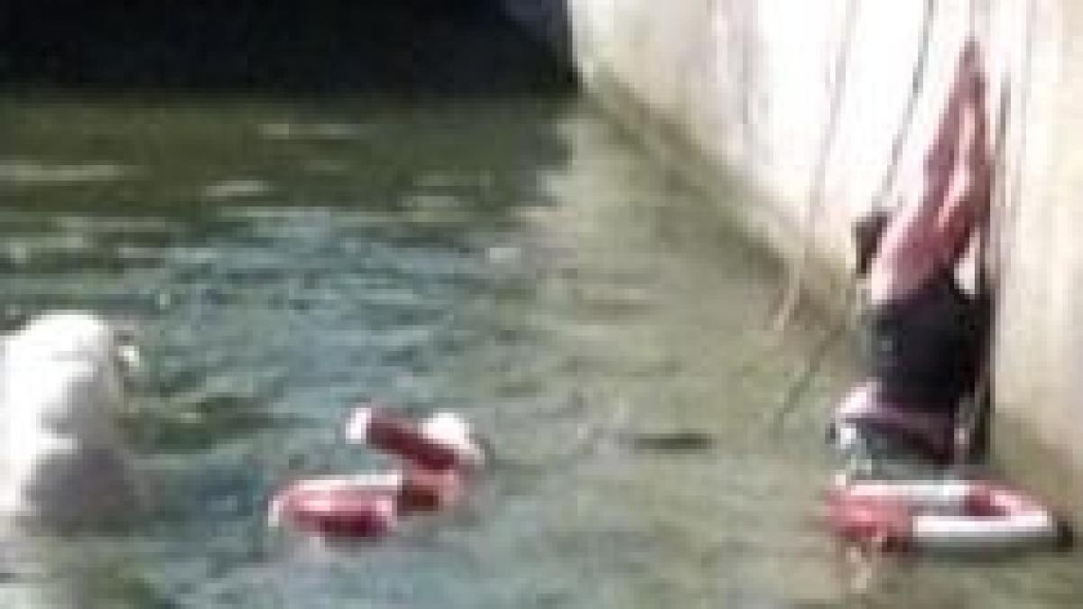 cosmar la zoo o femeie s a aflat la un pas de moarte dupa ce a sarit in bazinul ursilor polari