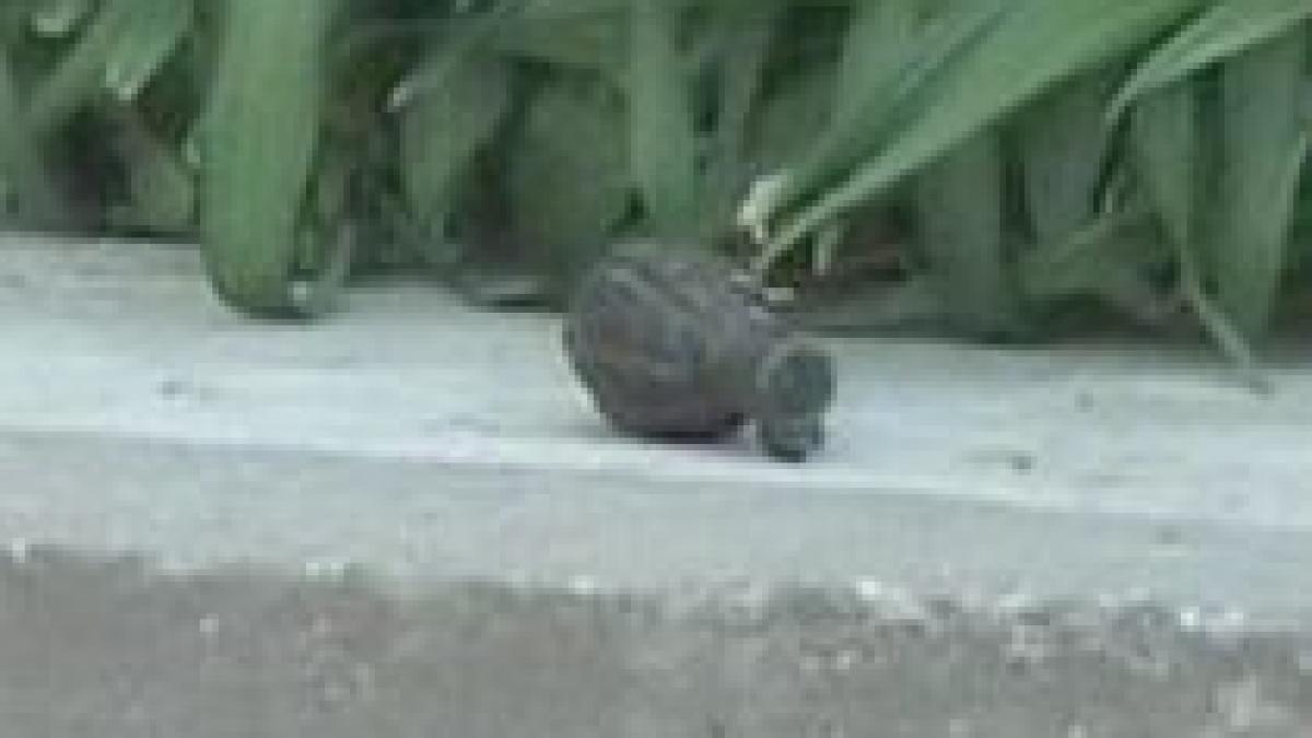 un bloc din timisoara evacuat dupa ce in fata imobilului a fost gasita o grenada