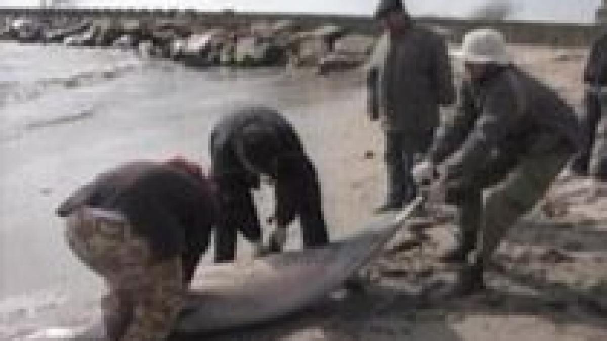 constanta sapte delfini gasiti morti dupa ce s au incurcat in plasele braconierilor la calcan