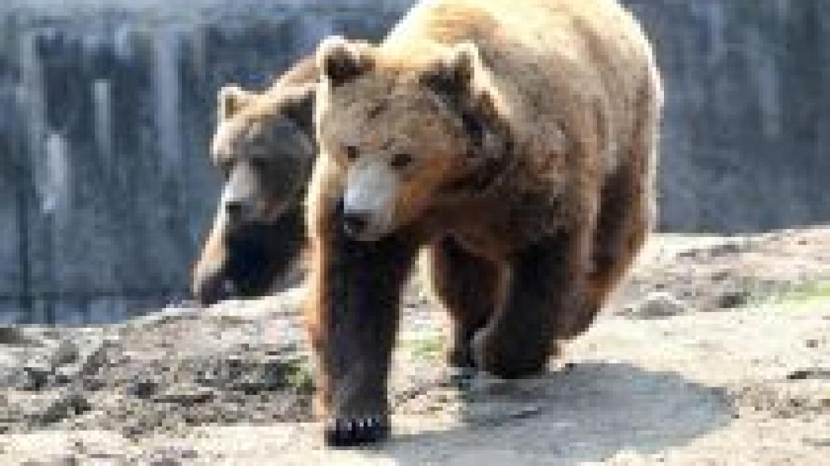 ursii de la brasov se inmultesc datorita crizei economice